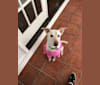 Piper, a Labrador Retriever and German Shepherd Dog mix tested with EmbarkVet.com