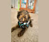 Pretzel, a Yorkshire Terrier and Shih Tzu mix tested with EmbarkVet.com