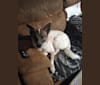 Photo of Casper, an Australian Cattle Dog, Norwegian Elkhound, and Keeshond mix in York Haven, Pennsylvania, USA