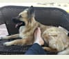 Caius, a German Shepherd Dog and Siberian Husky mix tested with EmbarkVet.com