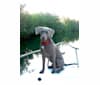 Major, a Catahoula Leopard Dog and Labrador Retriever mix tested with EmbarkVet.com