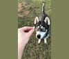 Nora, a Siberian Husky tested with EmbarkVet.com