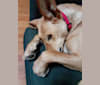 Joe, an Arabian Village Dog tested with EmbarkVet.com
