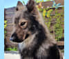OZAI, a German Shepherd Dog tested with EmbarkVet.com