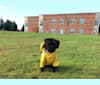 Photo of Maxwell (Supaypawawa), a Miniature Schnauzer and Silky Terrier mix in Hazel Dell, Washington, USA