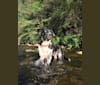 Riley, a Golden Retriever and Australian Cattle Dog mix tested with EmbarkVet.com