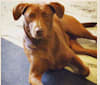 Dakota Mae, a Chow Chow and American Pit Bull Terrier mix tested with EmbarkVet.com