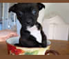 Photo of Jetta, a Miniature Pinscher, Boston Terrier, Rat Terrier, and Poodle (Small) mix in Houston, Texas, USA