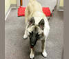 Asakan Brown a dog tested with EmbarkVet.com