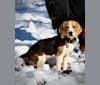 Moonshine 🌚, a Beagle tested with EmbarkVet.com