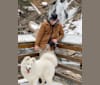 Sammi, a Samoyed and German Shepherd Dog mix tested with EmbarkVet.com