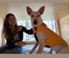 Hazel, a Formosan Mountain Dog tested with EmbarkVet.com