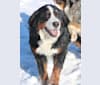 Photo of Della, a Bernese Mountain Dog 