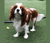 BUTTON, a Cavalier King Charles Spaniel tested with EmbarkVet.com
