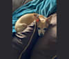 Photo of Poco, a Chihuahua and Miniature Schnauzer mix in Salem, Oregon, USA