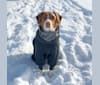 Rusty, a Beagle and Australian Shepherd mix tested with EmbarkVet.com