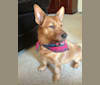 Kinzie, a Yorkshire Terrier and Chow Chow mix tested with EmbarkVet.com