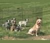 Ghilbert, an Australian Cattle Dog tested with EmbarkVet.com