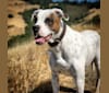 Photo of Aubin, an American Bulldog, Brittany, and American Pit Bull Terrier mix in California, USA
