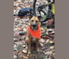 Lexi, a German Shepherd Dog and Border Collie mix tested with EmbarkVet.com