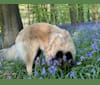 Quassia des Loups du Shadog, a Belgian Shepherd tested with EmbarkVet.com