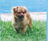 Sophie, a Pomeranian and Shih Tzu mix tested with EmbarkVet.com