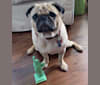 Nacho, a Pug tested with EmbarkVet.com