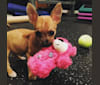 Photo of Kaya, a Chihuahua, Yorkshire Terrier, and Bichon Frise mix in Toledo, Ohio, USA