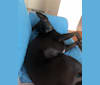Sirius [Black], a Labrador Retriever and Siberian Husky mix tested with EmbarkVet.com