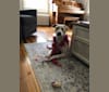 Alabama, an American Pit Bull Terrier and Labrador Retriever mix tested with EmbarkVet.com
