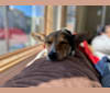 Photo of Willow, a Chihuahua, Australian Cattle Dog, American Pit Bull Terrier, and Mixed mix in SF, California, USA