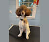 Parker, a Poodle (Small) tested with EmbarkVet.com