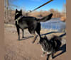 Levi, a German Shepherd Dog and Siberian Husky mix tested with EmbarkVet.com
