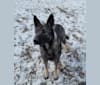 Halo, a German Shepherd Dog tested with EmbarkVet.com