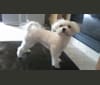 Baxter, a Maltese tested with EmbarkVet.com