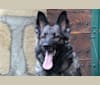 Oneida De La Légende du Loup Noir, a German Shepherd Dog tested with EmbarkVet.com