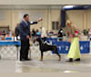 CASTLE, a Doberman Pinscher tested with EmbarkVet.com