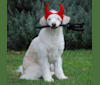 Fancy, a Doberman Pinscher and German Shepherd Dog mix tested with EmbarkVet.com