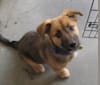 Bradley, a Chow Chow and German Shepherd Dog mix tested with EmbarkVet.com