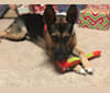 Penny, a German Shepherd Dog and American Bully mix tested with EmbarkVet.com