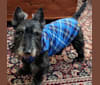 Watson, a Scottish Terrier tested with EmbarkVet.com