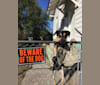 Ringo, an American Pit Bull Terrier and Saint Bernard mix tested with EmbarkVet.com