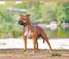 Photo of Tesseract, a Staffordshire Bull Terrier  in Grass Valley, CA, USA