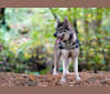 Nikan, a German Shepherd Dog and Alaskan Malamute mix tested with EmbarkVet.com