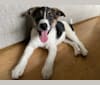 Koda, a Norwegian Elkhound and Australian Cattle Dog mix tested with EmbarkVet.com