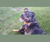 Bo, a Staffordshire Terrier and Boxer mix tested with EmbarkVet.com