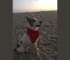 Photo of Amos, an Australian Cattle Dog and Mixed mix in Florence, Arizona, USA