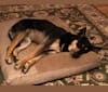 Taj Mahal, a Labrador Retriever and Australian Cattle Dog mix tested with EmbarkVet.com