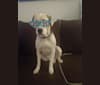Hondo, a Labrador Retriever and American Pit Bull Terrier mix tested with EmbarkVet.com