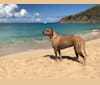 Photo of MAIA, an American Staffordshire Terrier and Brittany mix in Saint-Martin